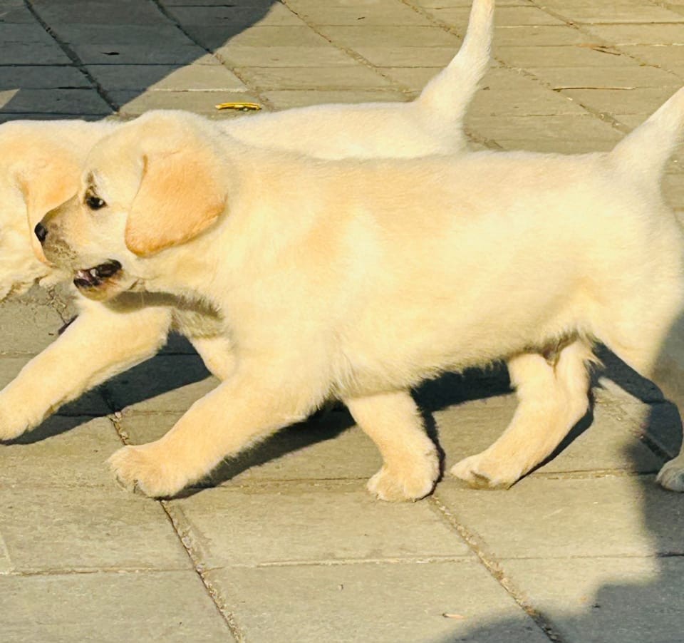 labrador retriever puppies for sale online in hyderabad