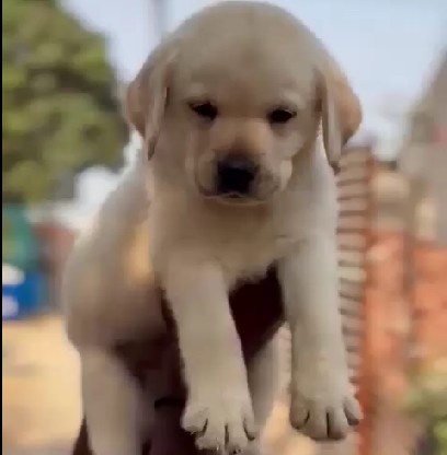 labrador retriever pet shop in hyderabad