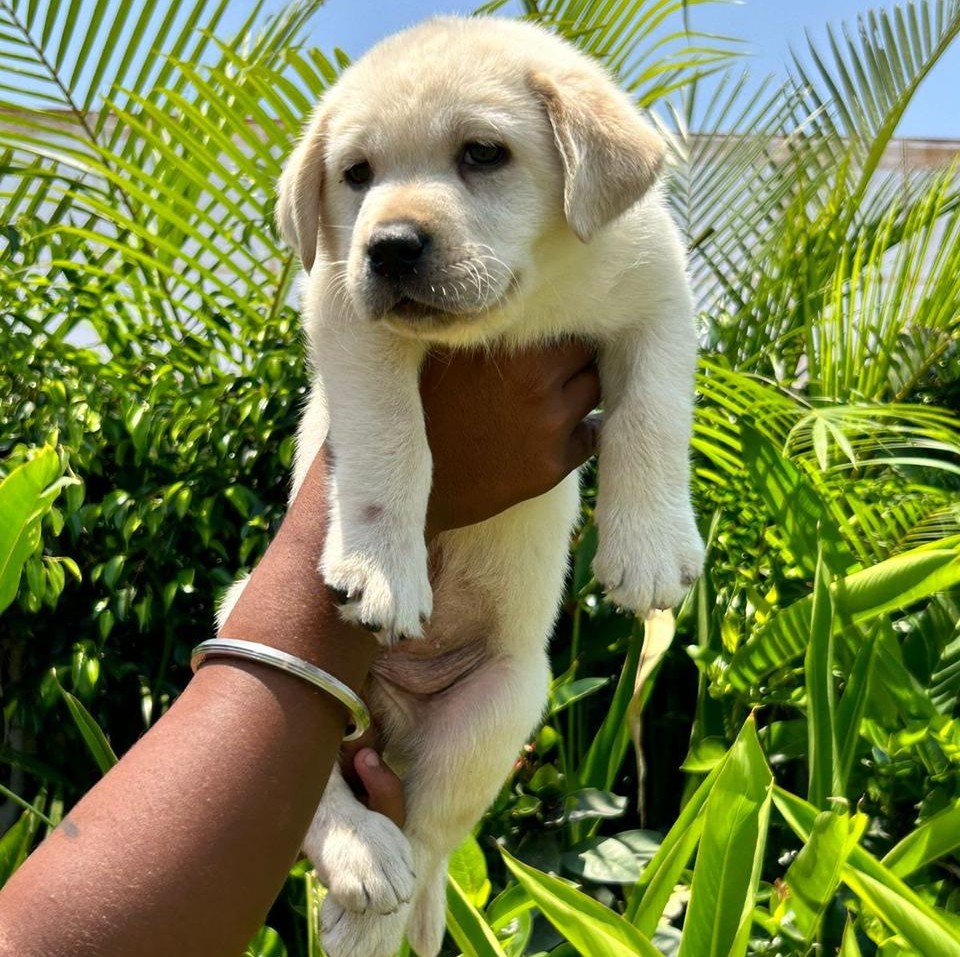 buy labrador retriever puppies in hyderabad