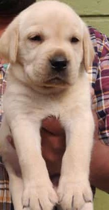 labrador retriever puppy for sale in hyderabad