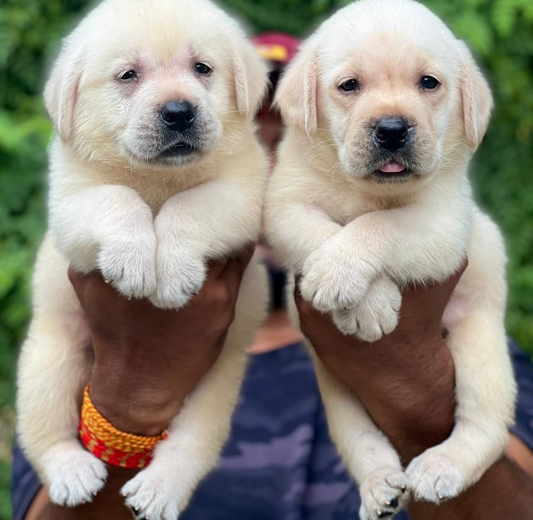 buy labrador retriever puppy in goa