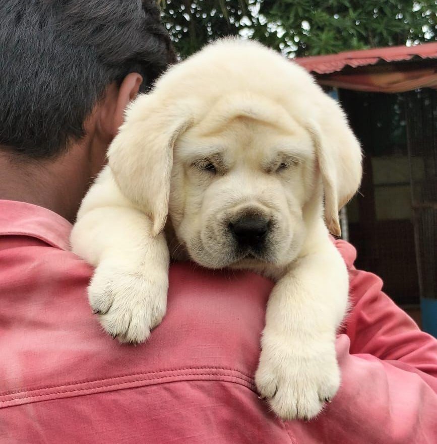 labrador retriever pet shop in goa