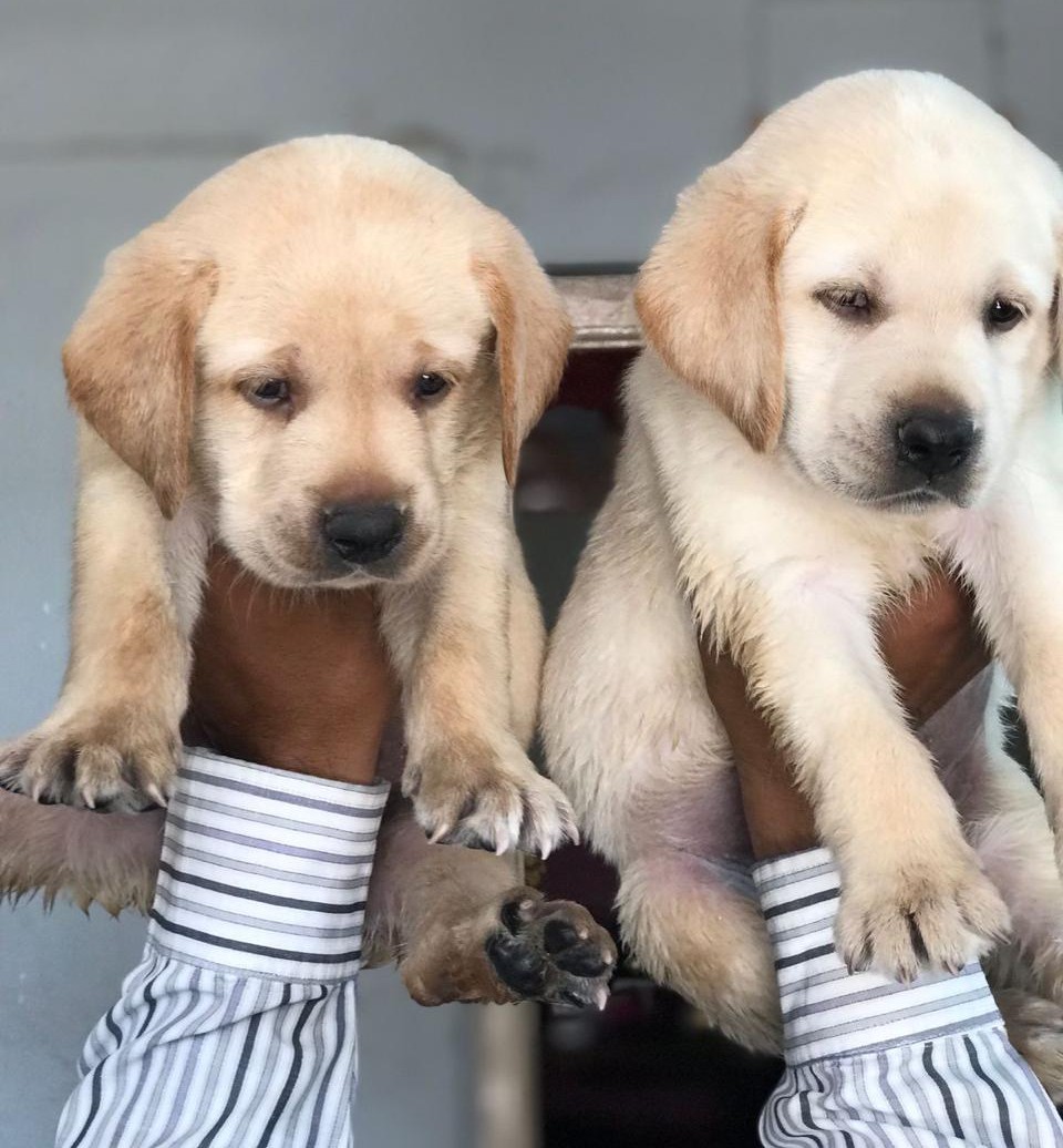 labrador retriever dog price in jaipur