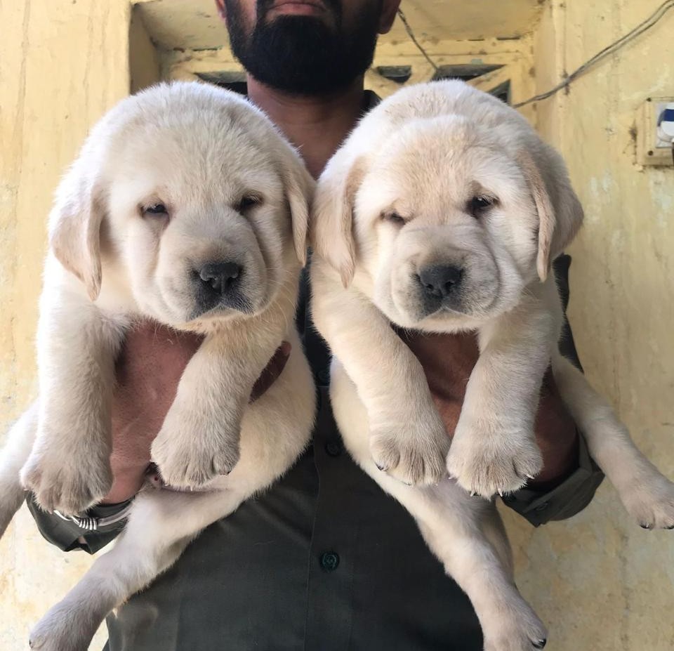 labrador retriever dog breeder in jaipur