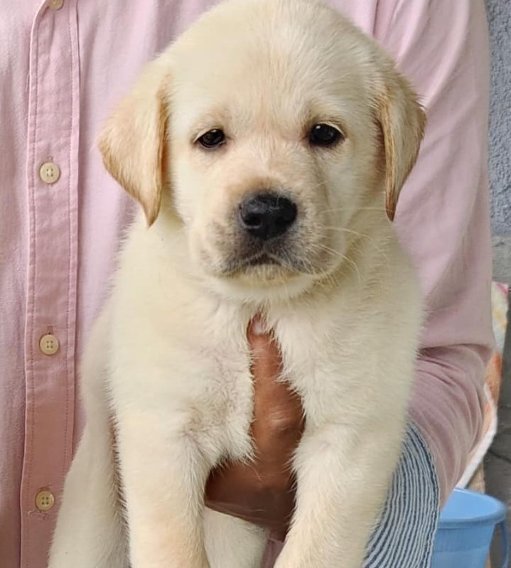 buy labrador retriever online in jaipur