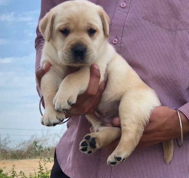 labrador retriever pet shop in jaipur