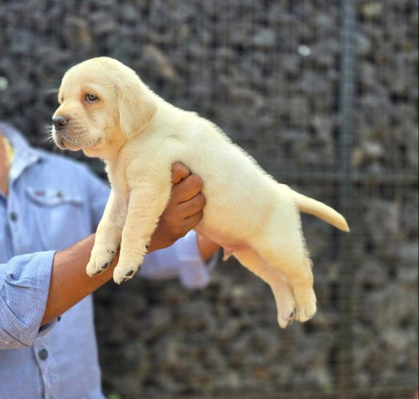 labrador retriever puppies for sale online in jaipur