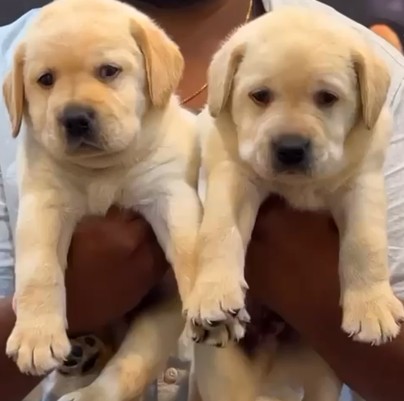 labrador retriever dog kennel in jaipur