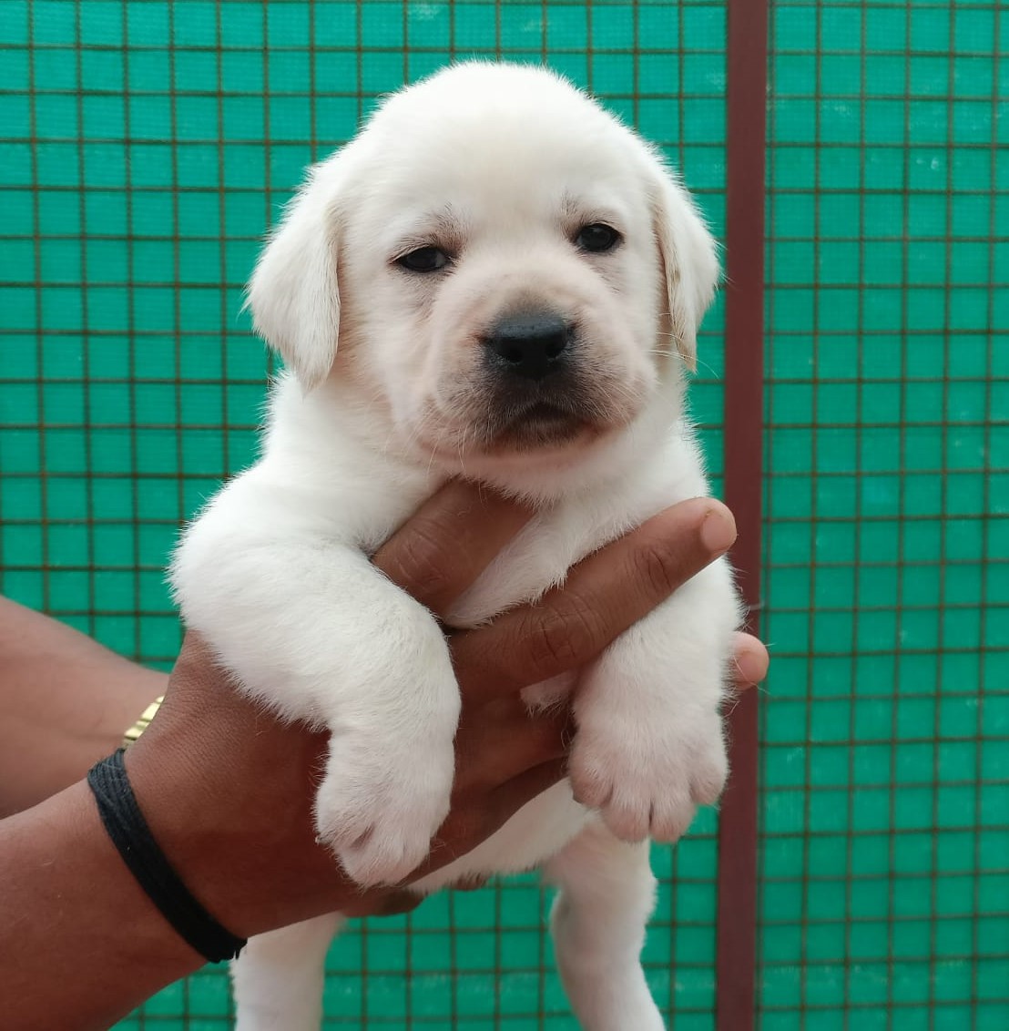 labrador retriever dog price in vizag