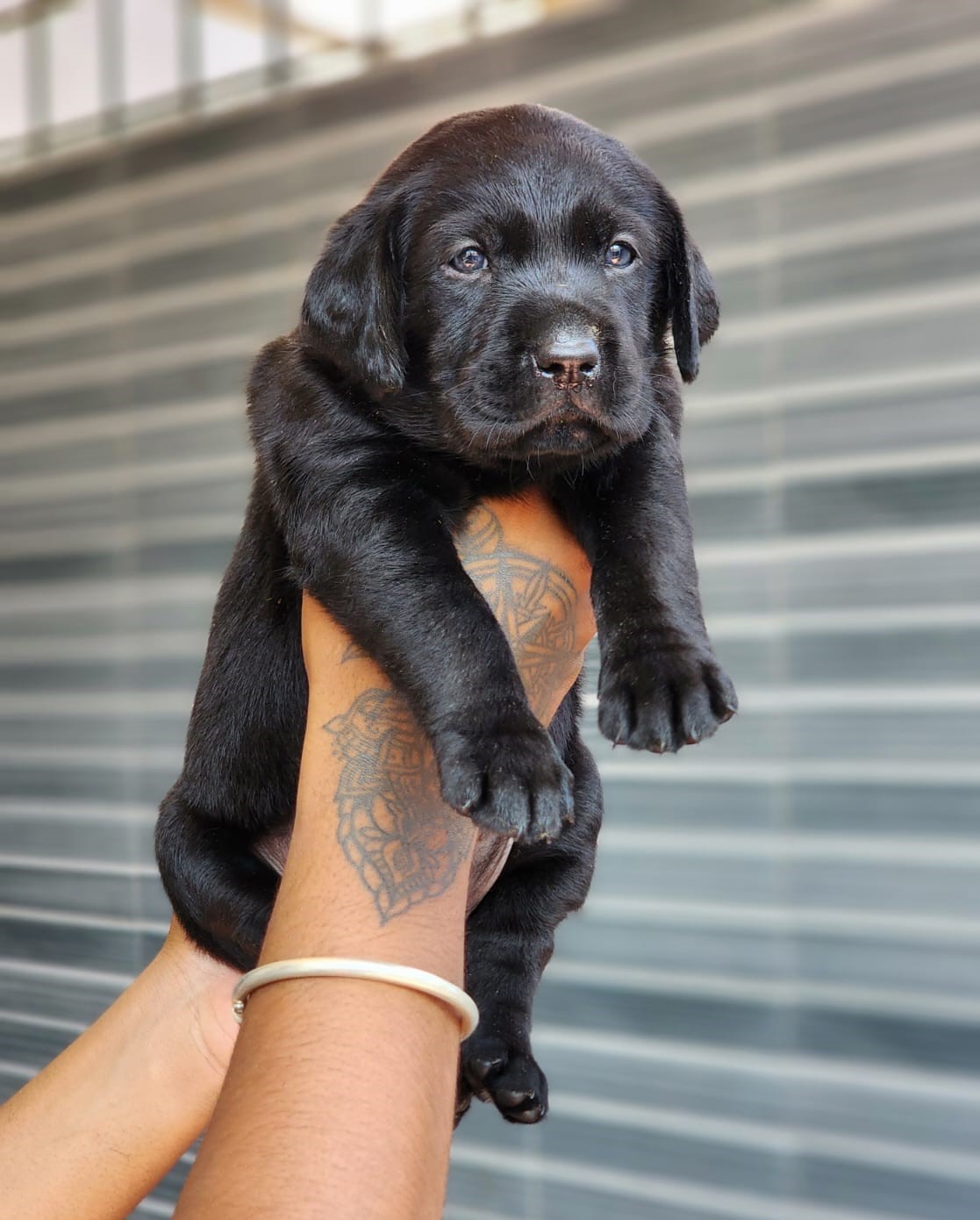 labrador retriever pet shop in vizag