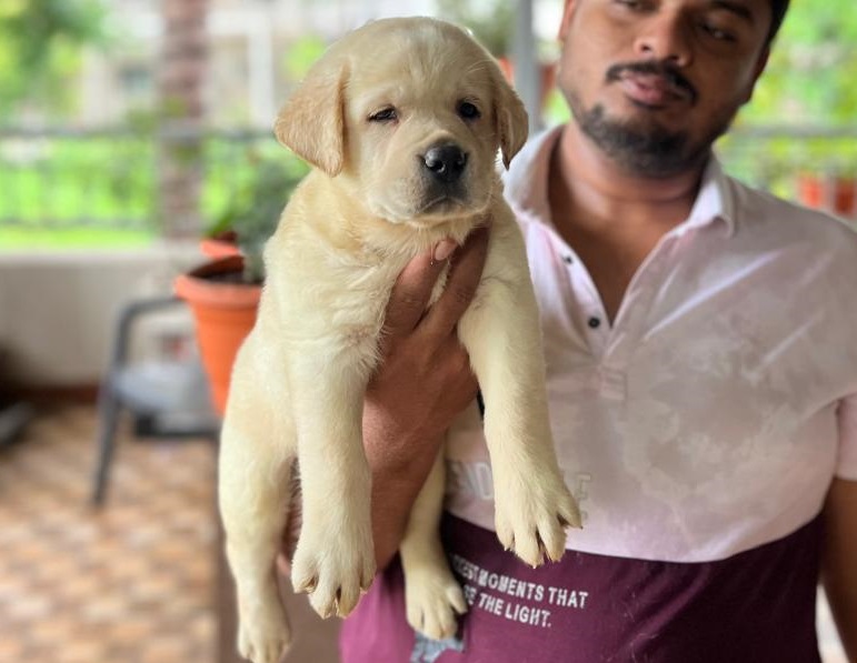 buy labrador retriever puppy in vizag