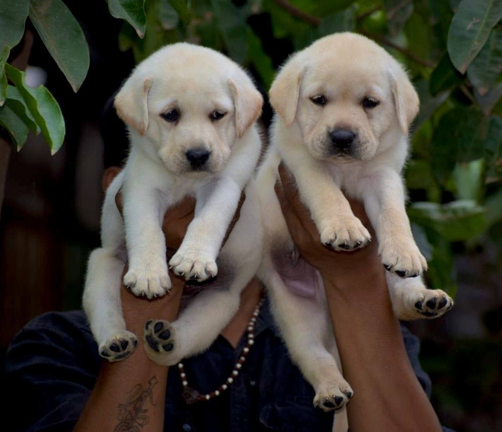 labrador retriever dog for sale in vizag