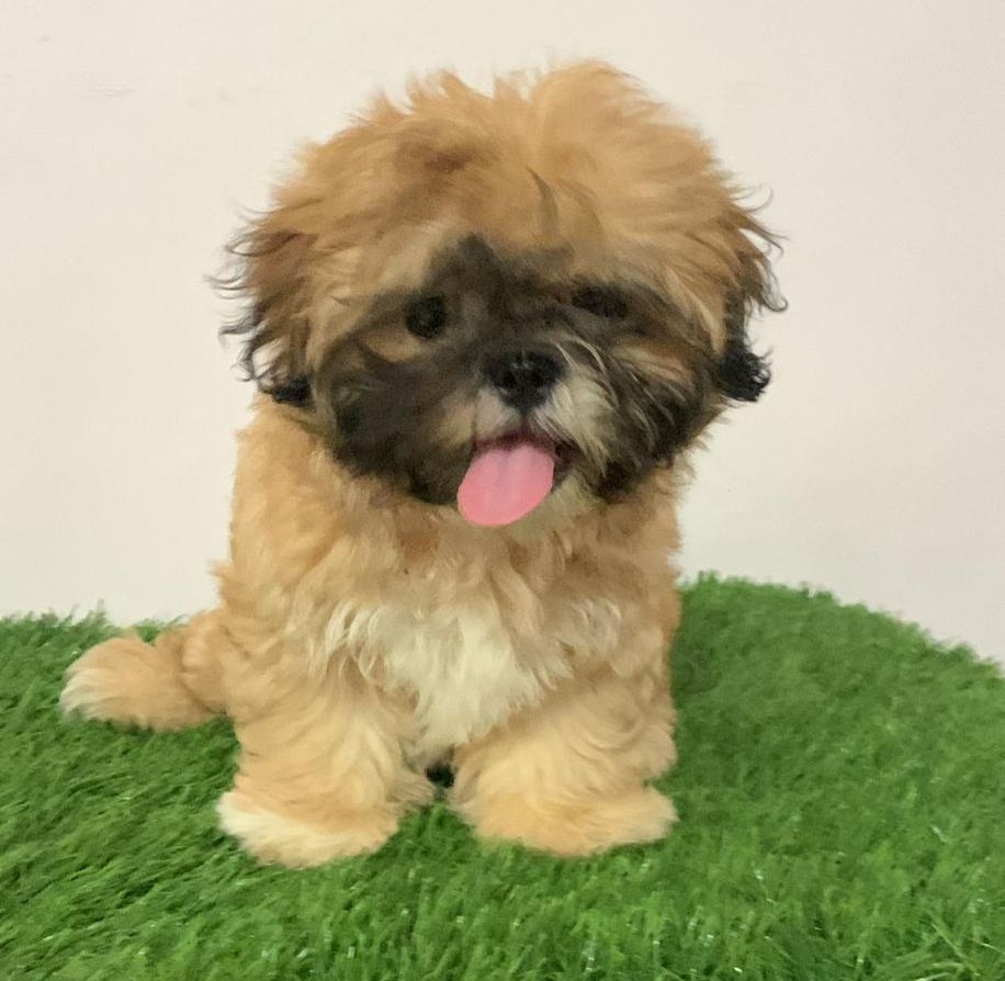 lhasa apso dog breeder in mumbai