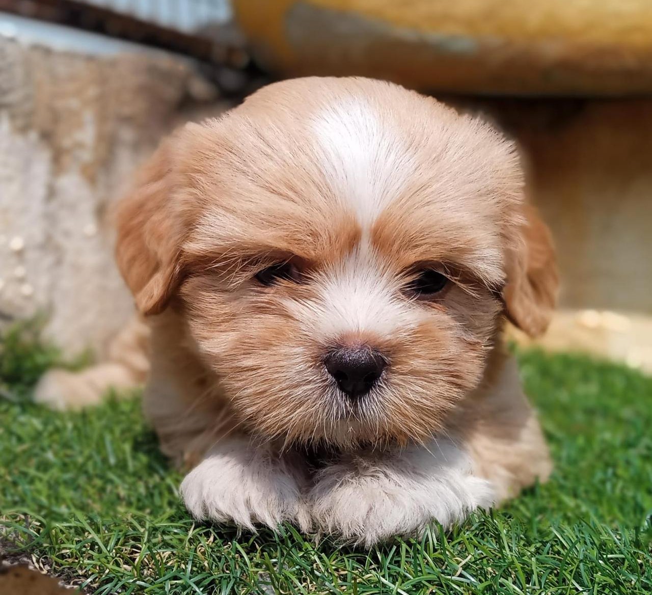 buy lhasa apso puppies online in mumbai