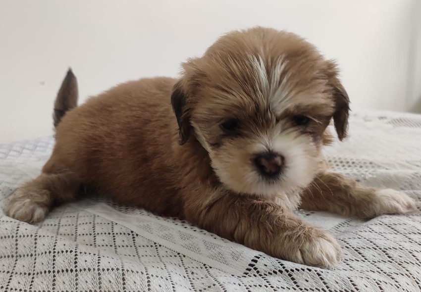 lhasa apso puppies for sale online in mumbai