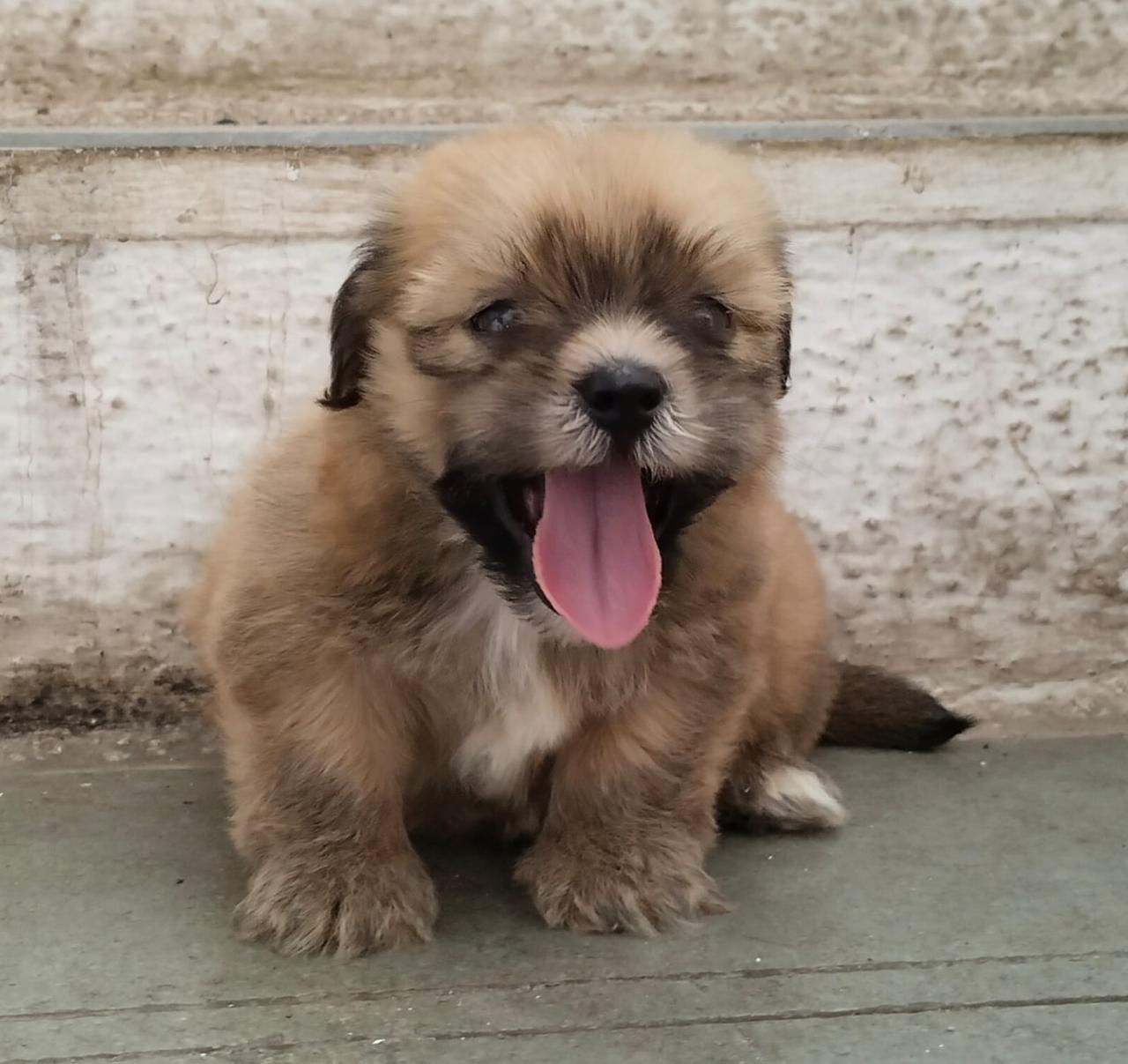 purebred lhasa apso puppy price in mumbai