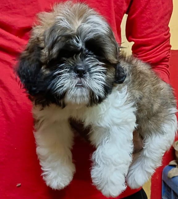 lhasa apso pet shop in mumbai