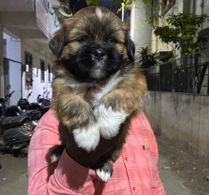 lhasa apso dog kennel in mumbai