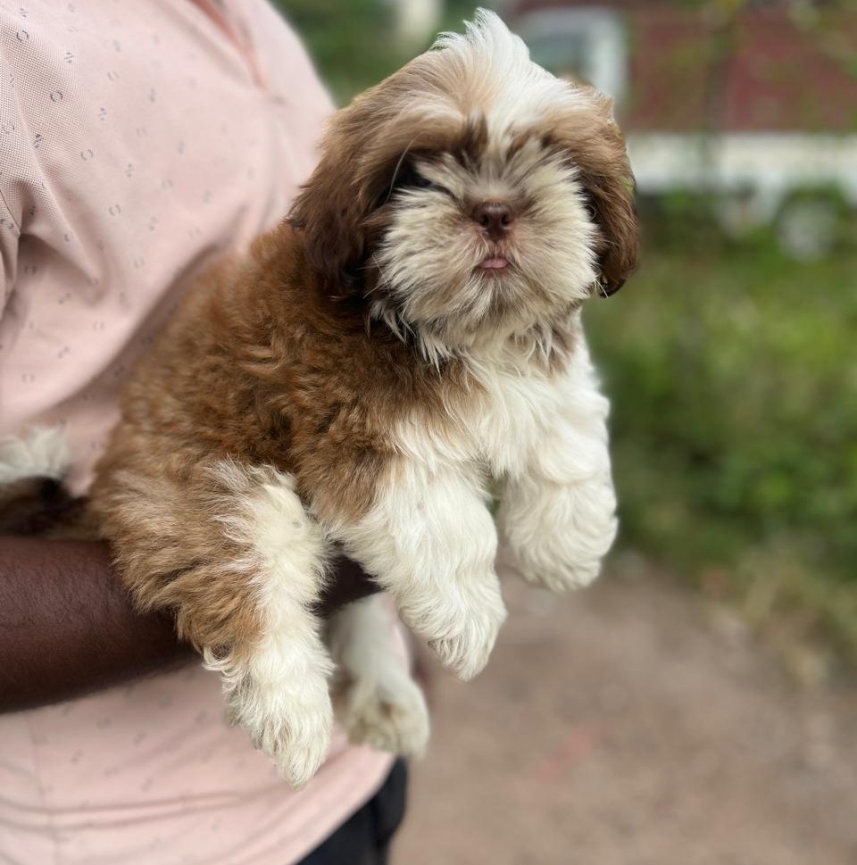 lhasa apso puppies for sale online in pune