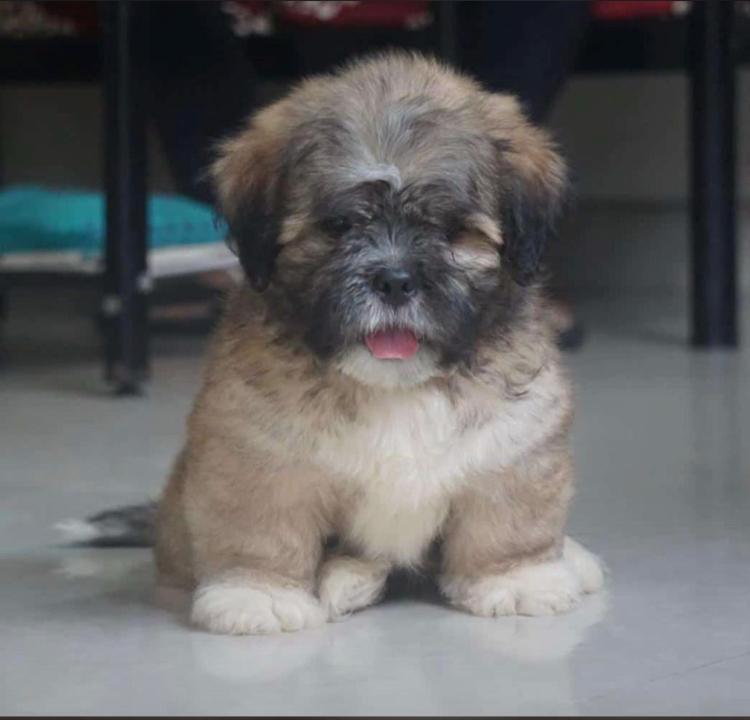 lhasa apso pet shop in pune