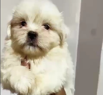 pure bred lhasa apso pupppies price in pune