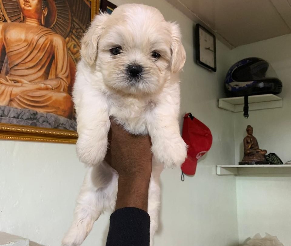 lhasa apso puppy price in kolkata