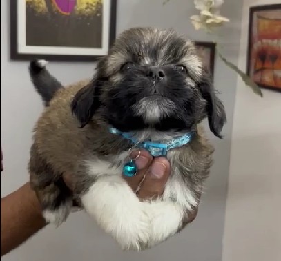 buy lhasa apso puppy in kolkata