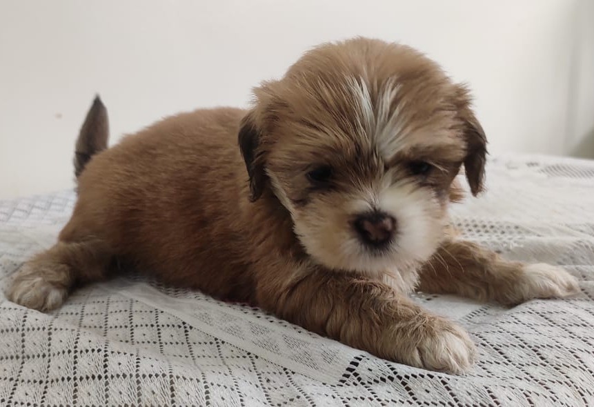 lhasa apso dog breeder in kolkata