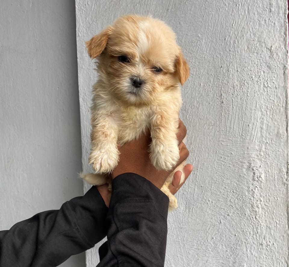 lhasa apso dog price in kolkata