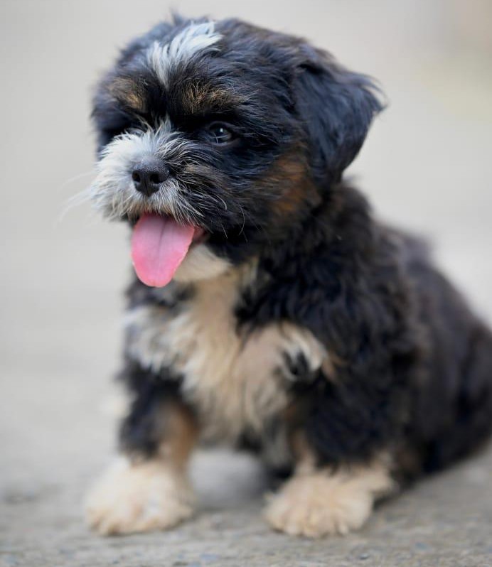 lhasa apso pet shop in kolkata