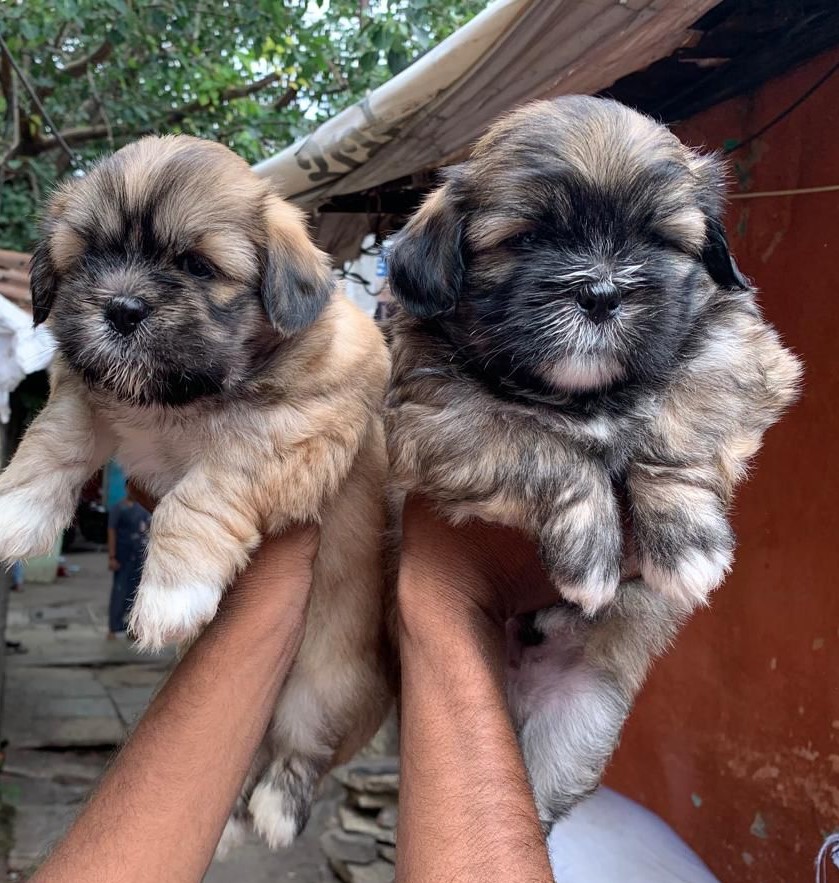 lhasa apso dog breeder in hyderabad