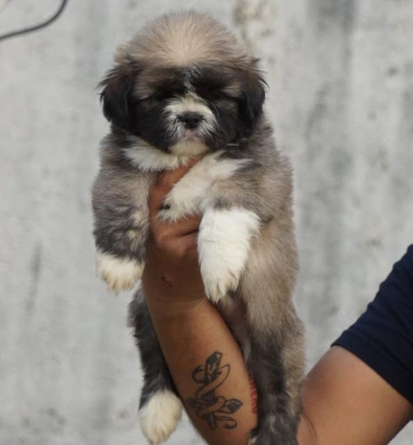 lhasa apso puppies for sale online in hyderabad