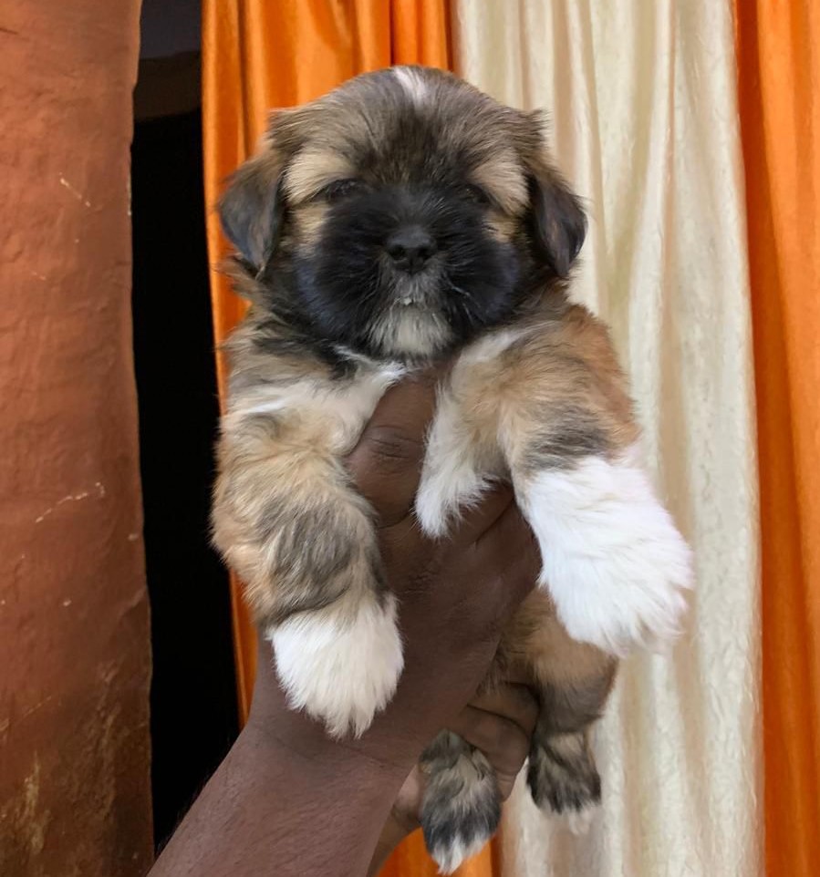 buy lhasa apso puppies in hyderabad