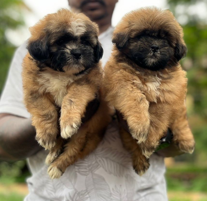 lhasa apso pet shop in hyderabad