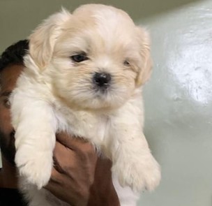 lhasa apso puppy price in hyderabad