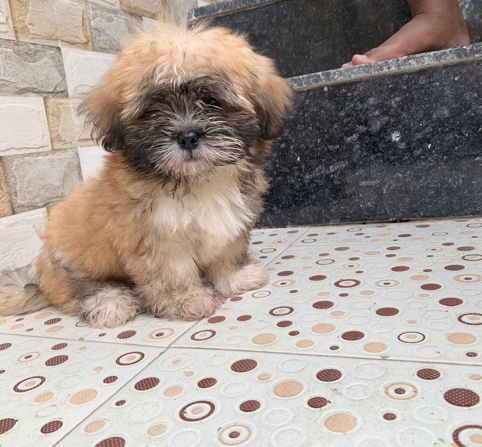 lhasa apso dog price in hyderabad