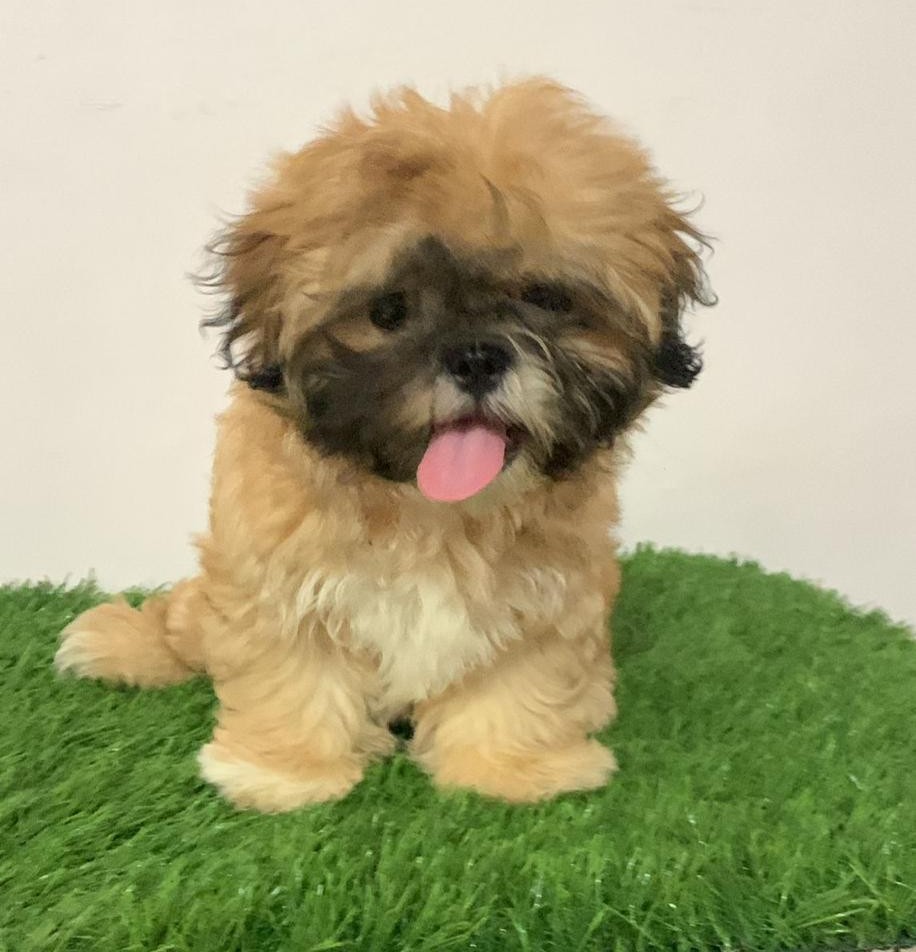 lhasa apso dog price in goa