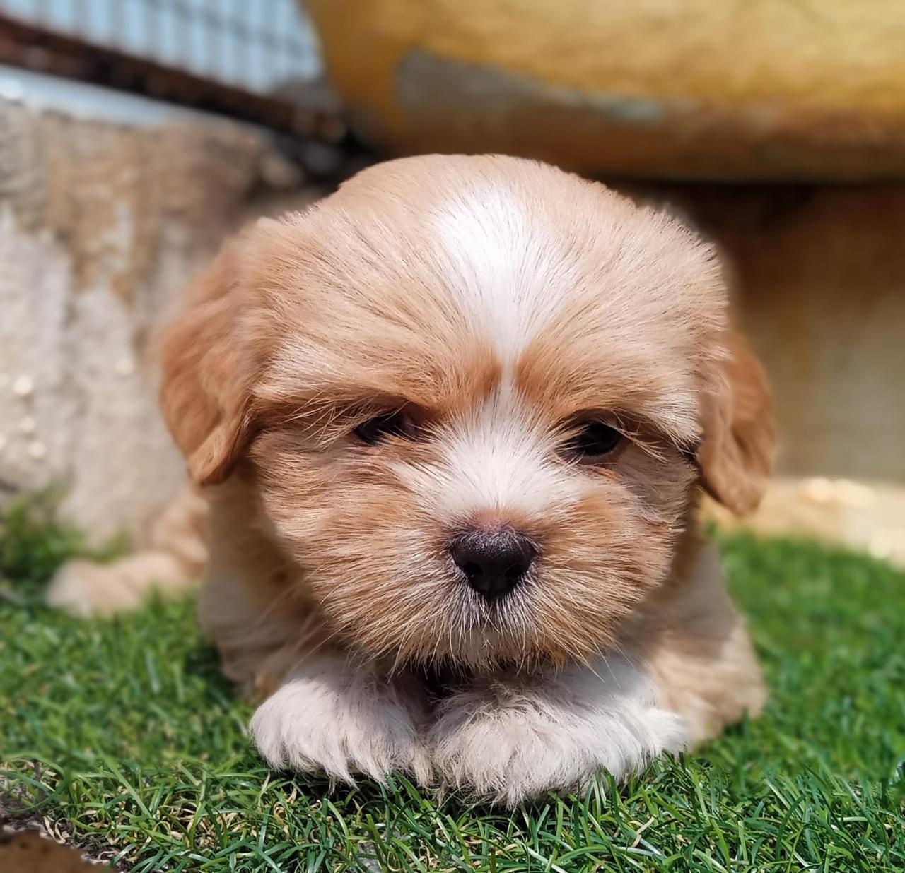 lhasa apso dog breeder in goa