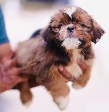 buy lhasa apso puppy in goa