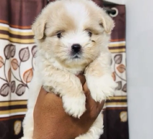 lhasa apso puppies for sale in goa