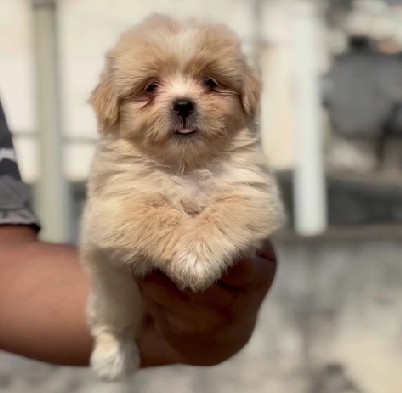 lhasa apso pet shop in goa