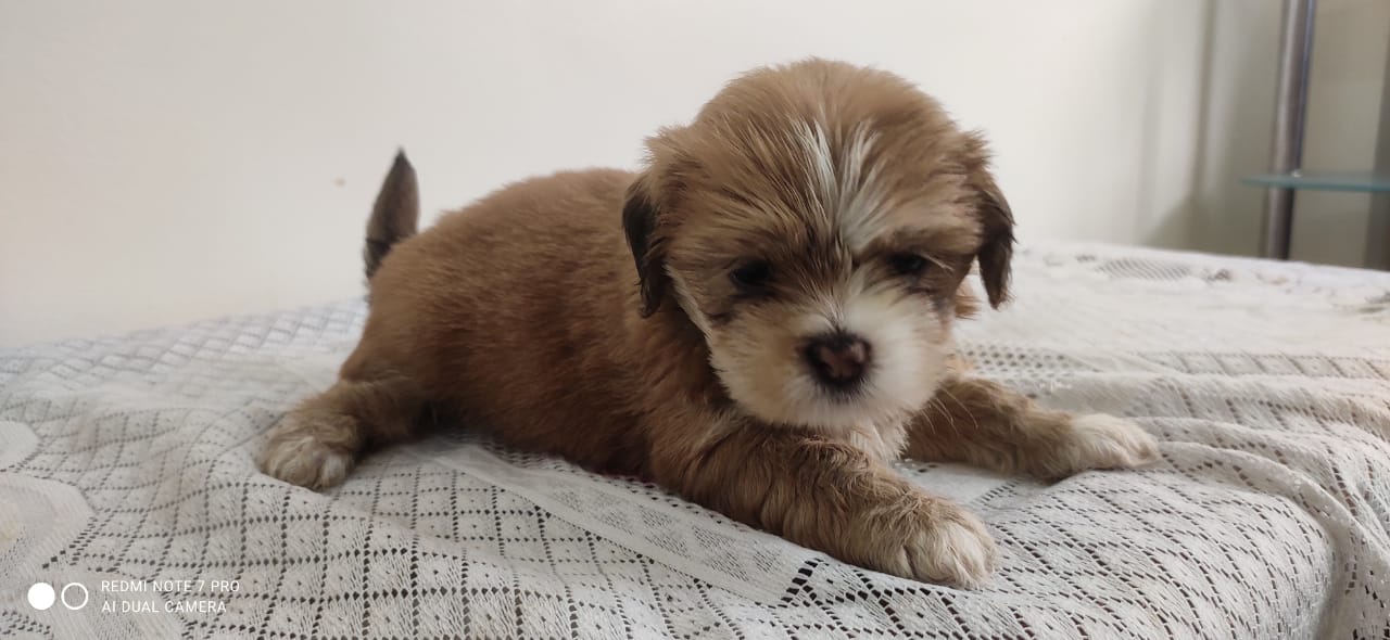 lhasa apso dog price in jaipur
