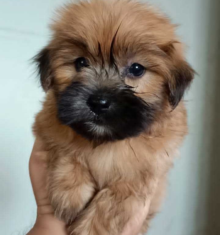 lhasa apso dog breeder in jaipur