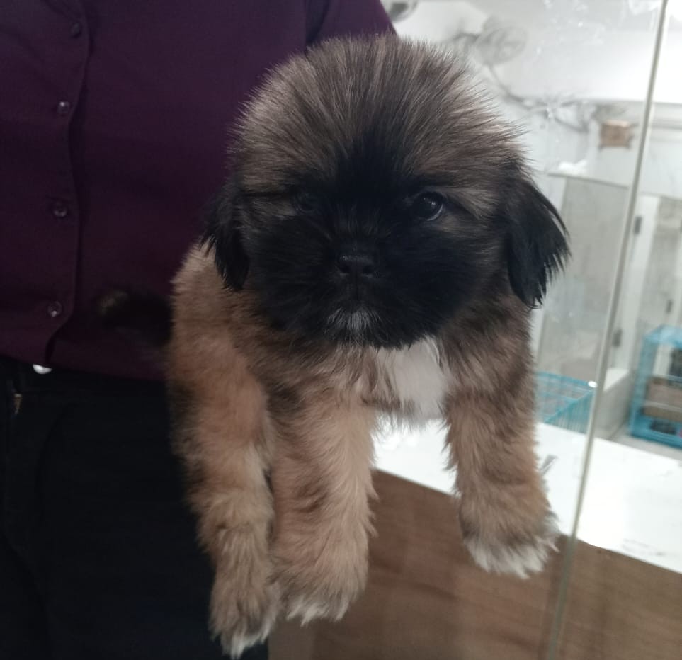 buy lhasa apso puppies in jaipur