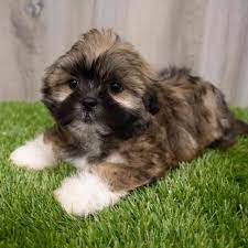 lhasa apso pet shop in jaipur