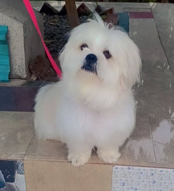 lhasa apso dog breeder in vizag