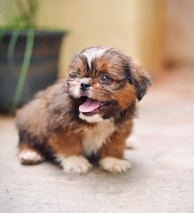 buy lhasa aspo puppies in vizag 