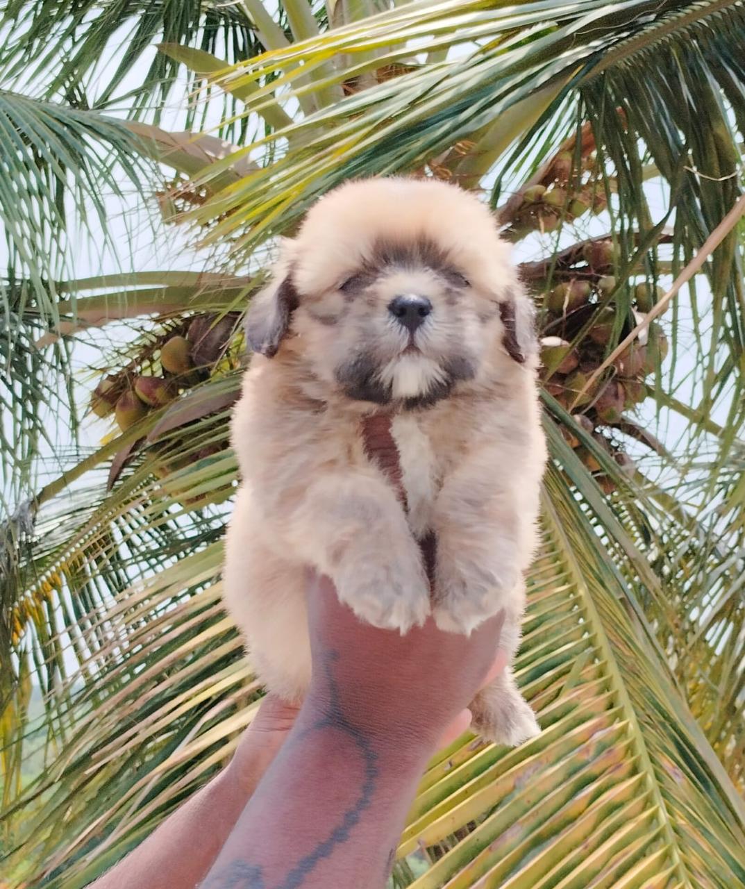 lhasa apso dog price in vizag