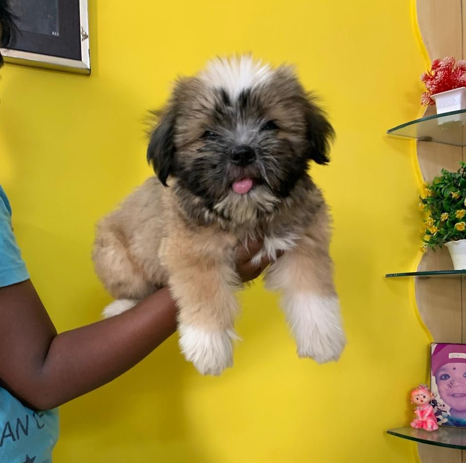 lhasa apso pet shop in vizag