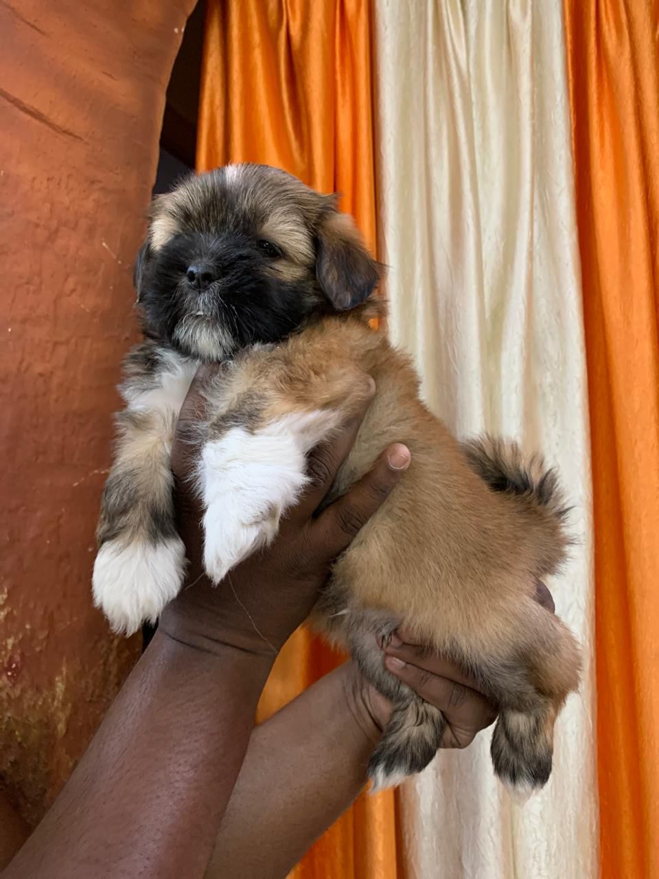 lhasa apso puppy price in vizag